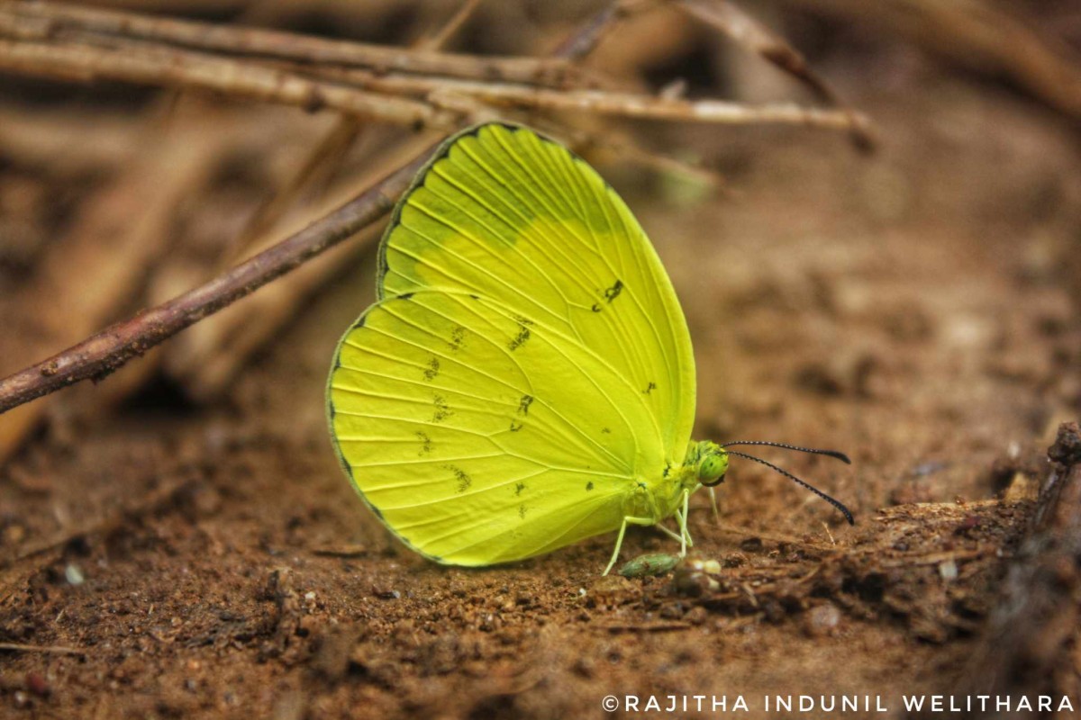 Eurema